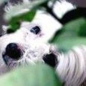 Meet your Posher, Qian